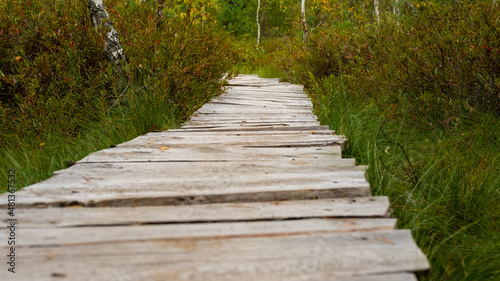 Wooden pedestrian bridge over forest. Low angle View. Path way pedestrians of stumps adventure. Selective focus. 