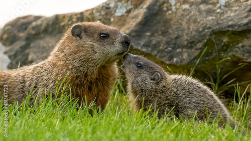 baby groundhog kissing and smuggling mother groundhog
