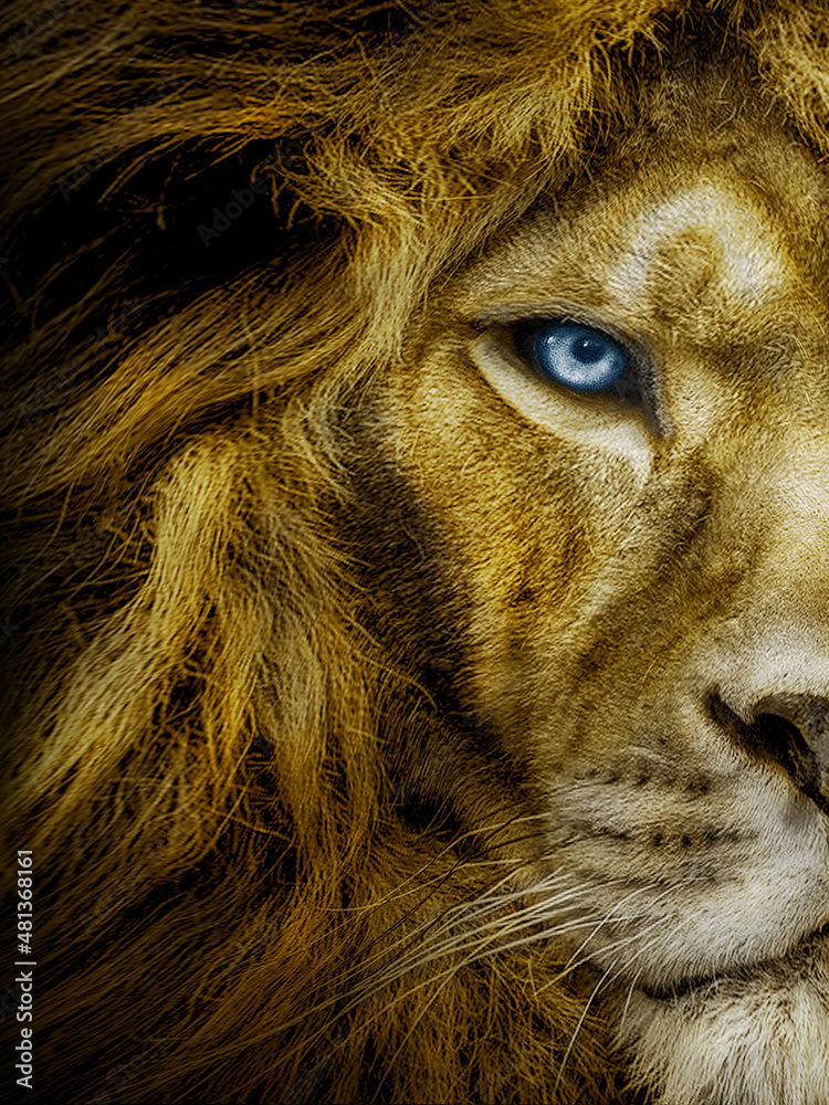 African male lion portrait , wildlife animal black white