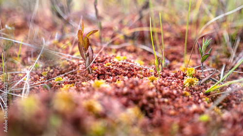 Red moss at Russian swamp. Low angle view macro photo.. 