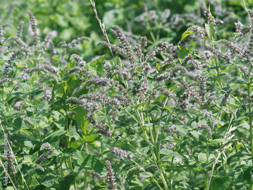 (Mentha spicata crispa) Common mint or spearmint, dark green leaves with serrated margin on hairy square-shaped stems. Pink flowers in slender spikes photo