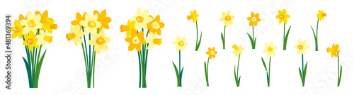 Foto Clip art of yellow daffodils and spring bouquet of narcissus flowers isolated on
