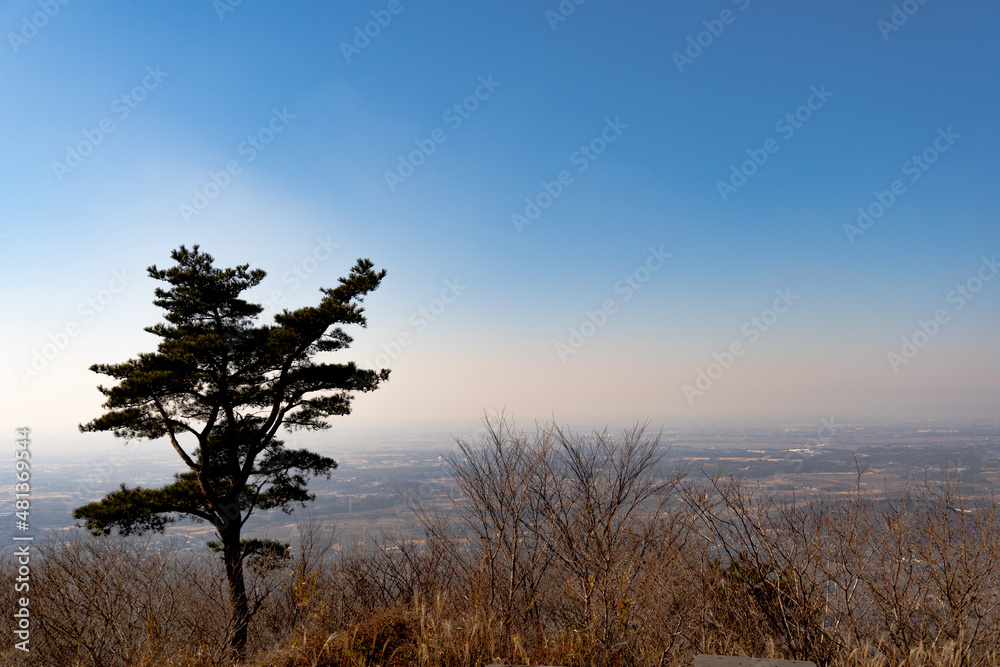 木立 木立