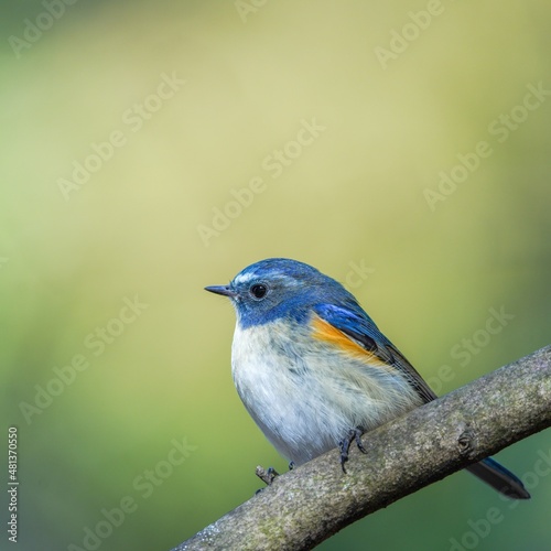 robin on a branch