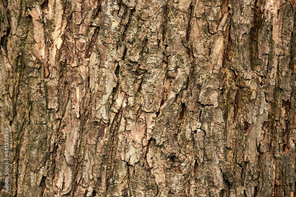 Tree bark close up, tree bark background Tree bark close up, tree bark background