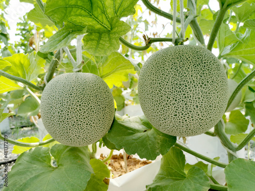 Organic melon or cantaloupe fruit on a melon tree in the greenhouse farm.