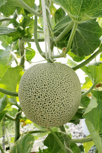 Organic melon or cantaloupe fruit on a melon tree in the greenhouse farm.