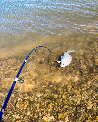 Fishing with method feeder catch smallmouth buffalo (Ictiobus bubalus) on rocky shoreline of Grapevine Lake, Texas, USA photo