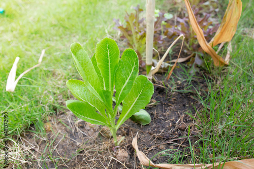 Small vegetables in the field garden.