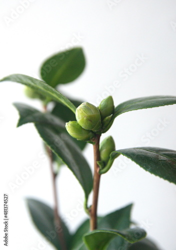 Blossom of camelia japonica, Dahlonega variety, japanese camellia photo