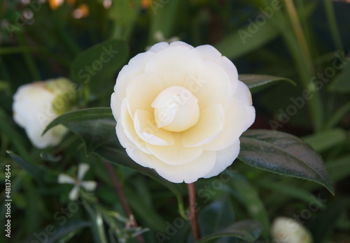 Blossom of camelia japonica, Dahlonega variety, japanese camellia photo