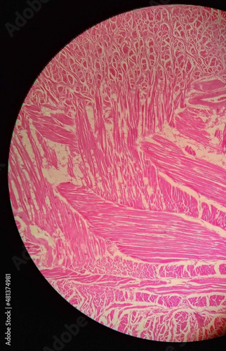 Skeletal muscle cell under microscope.