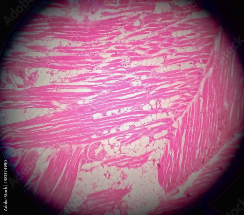 Skeletal muscle cell under microscope.