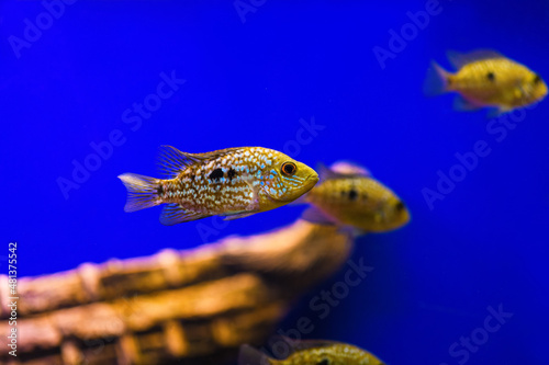 Diamond Cichlasoma fish in aquarium on a blue background (Herichthys cyanoguttatus)
