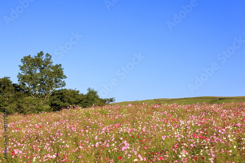 Wallpaper Mural 快晴の空とコスモス畑 Torontodigital.ca