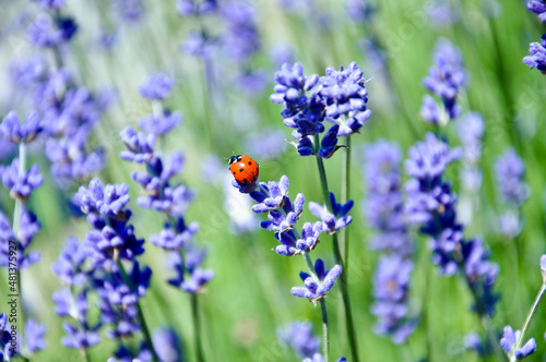 Close up of a red ladybug on purple lavender in a green field garden