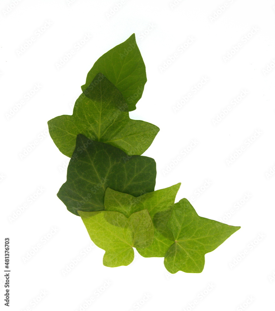Frame of Hedera, ivy leaves on white background Frame of Hedera, ivy leaves on white background