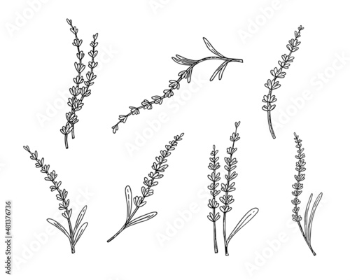 Lavender set,doodle hand drawn sketch,line art.Botanical floral decoration.Botanical flower decoration,french field flower,natural organic product,herb.Design for medicine,aromatherapy,tea ceremony.