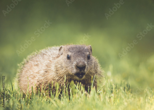 Canvas-taulu Young Groundhog (Marmota monax) closeup in grass soft green background