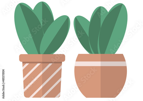 Plants in terracotta pot