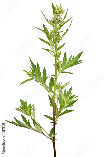 Artemisia vulgaris, common mugwort flower photo