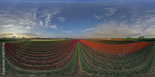 flowerfields, dutch tulips photo