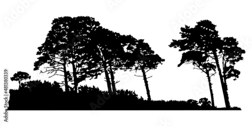 Trees silhouette isolated on white background. Pines or cedar landscape. Coniferous forest. Grove with realistic group of pine trees and grass silhouette on sea dunes. Stock vector illustration