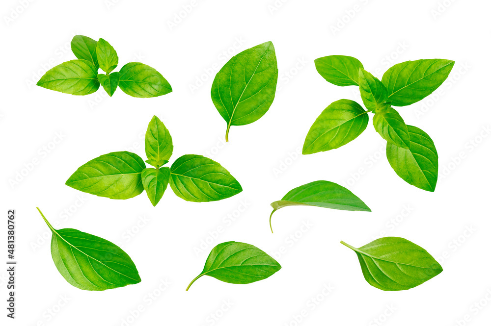 Fresh green basil leaves isolated on white background. Spice for cooking, plant, herb, ingredient for dish. Creative food concept. Elements for design, Clipping paths