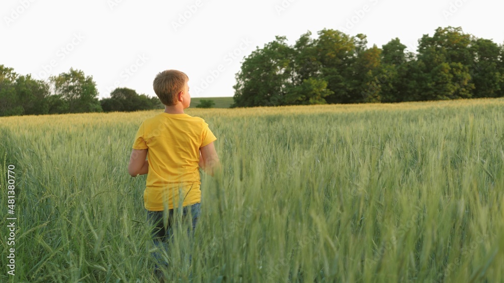 boy teenager walks in the green wheat field, agriculture, childhood in village, child on vacation rests playing in the open, grow rye on agricultural plantations, farm lands of grown grain harvest