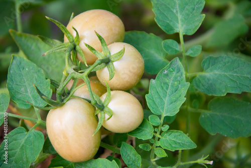 Tomato planting (Lycopersicon). Raw tomatoes  have green mix with orange, green leaves and small stem. This is organic vegetable which were planted on the ground. Good taste and good for health