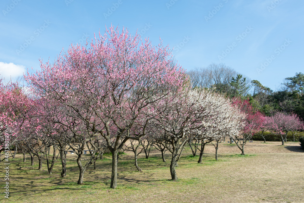 Blooming ume plum trees in a park. Springtime. Blooming ume plum trees in a park. Springtime.