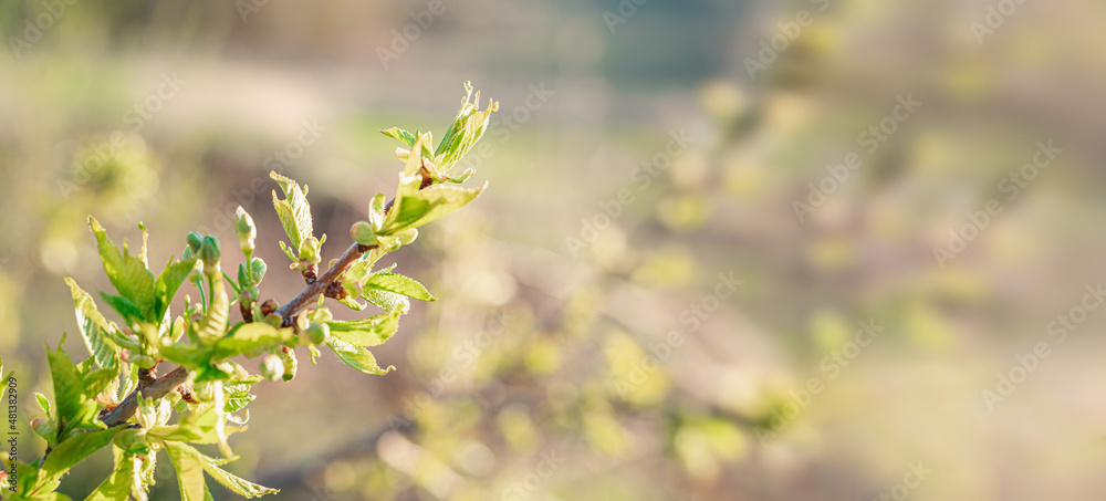 A branch of an apple tree before flowering against the background of nature. A branch of an apple tree before flowering against the background of nature.