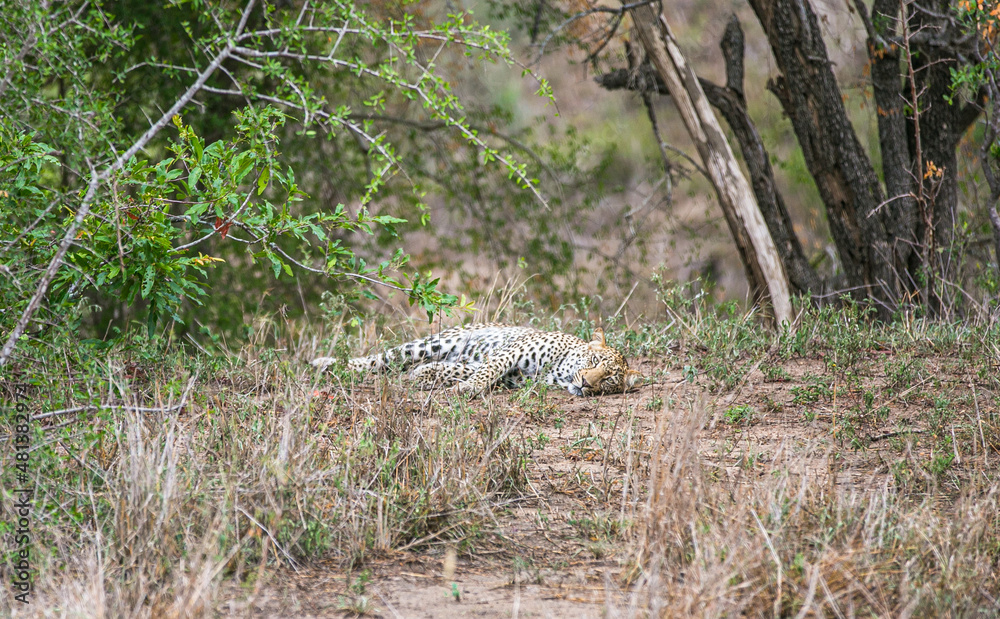 Leopard resting in Kruger National Park. South Africa. Game reserve. Big five Leopard resting in Kruger National Park. South Africa. Game reserve. Big five