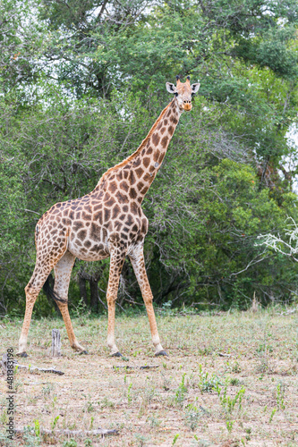 Giraffe in South Africa. Wild animal. Nature protection. Environment. Conservation. Kruger National Park. Safari