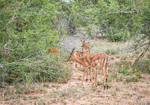 Impala antelope in Kruger National Park. Photo safari