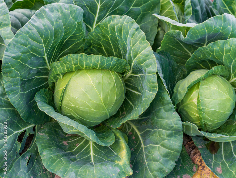 young cabbage grows in the farmer field young cabbage grows in the farmer field