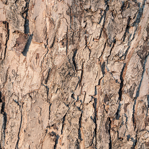 The bark of an old tree is a close-up in sunlight.