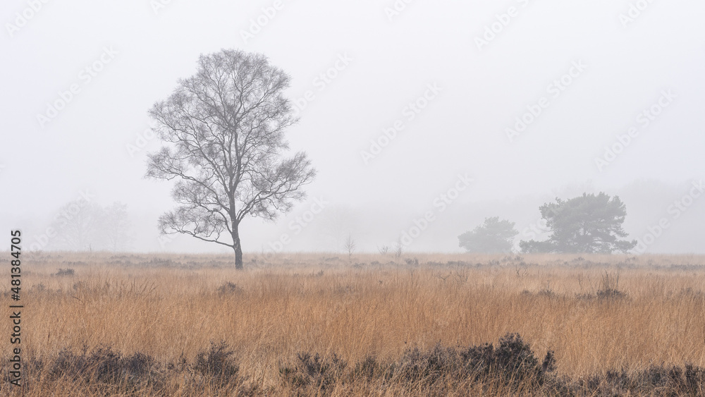 Foggy day at the Ermelosche Heide, Ermelo Netherlands.