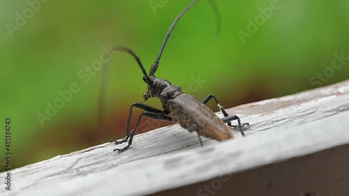 Barbel beetle close-up in the wild