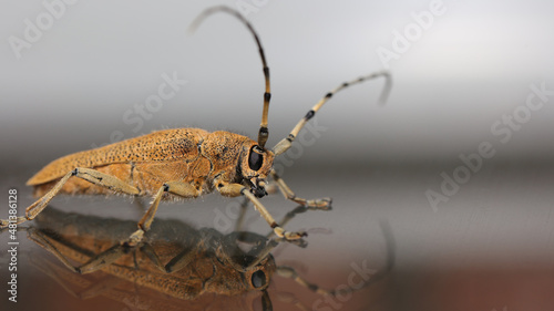 Foto de una Saperda carcharias, obtenida en Cantabria.