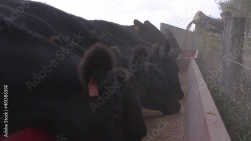 Lunchtime on the farm as Black Angus beef cows feed at the trough.