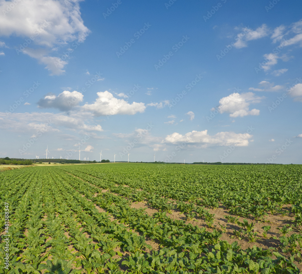 Growing sugar beet on field on blue sky with wind turbine on horizon. Agribusiness and agro industry background. Summer farming landscape. Sugar beet farm. Green meadow on cloudy sky. 