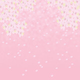 背景イメージ素材　満開の桜と花びら（4）