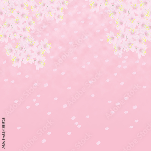 背景イメージ素材　満開の桜と花びら（4）