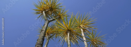 Palm trees blowing in the wind with blue sky background text copy © peter