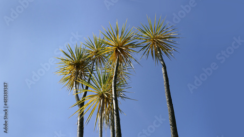 Palm trees blowing in the wind with blue sky background text copy