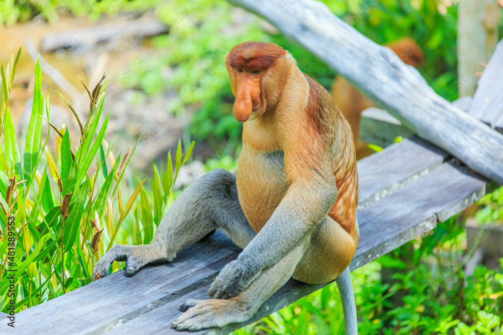 Fototapeta premium proboscis monkey or nasalis larvatus