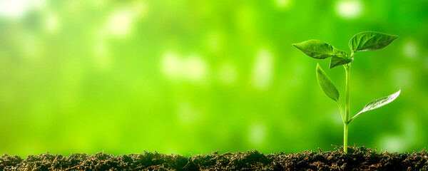 a Green seedling growing on the ground in spring