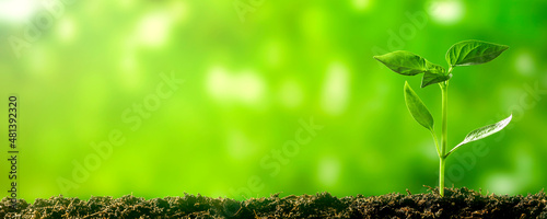 фотографія a Green seedling growing on the ground in spring