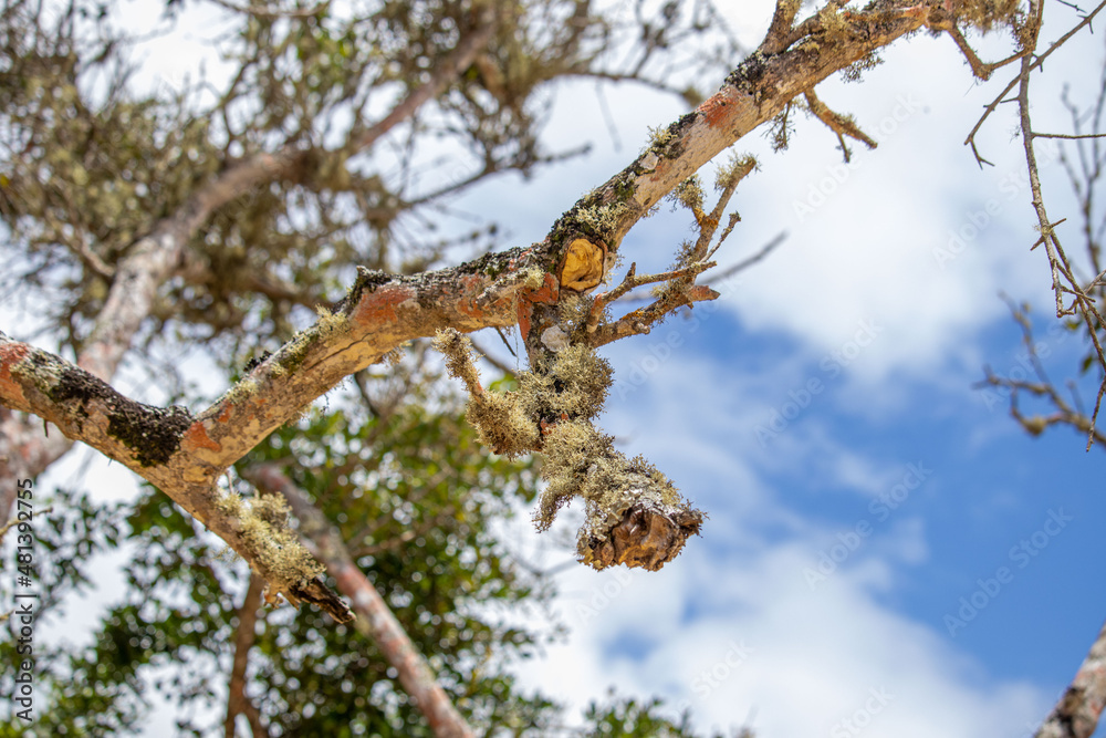 dry mosses clinging to branches in a mangrove area in Brazil - close up selective focus dry mosses clinging to branches in a mangrove area in Brazil - close up selective focus
